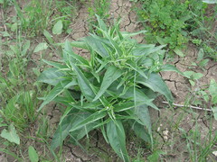 Phlomis herba-venti pungens