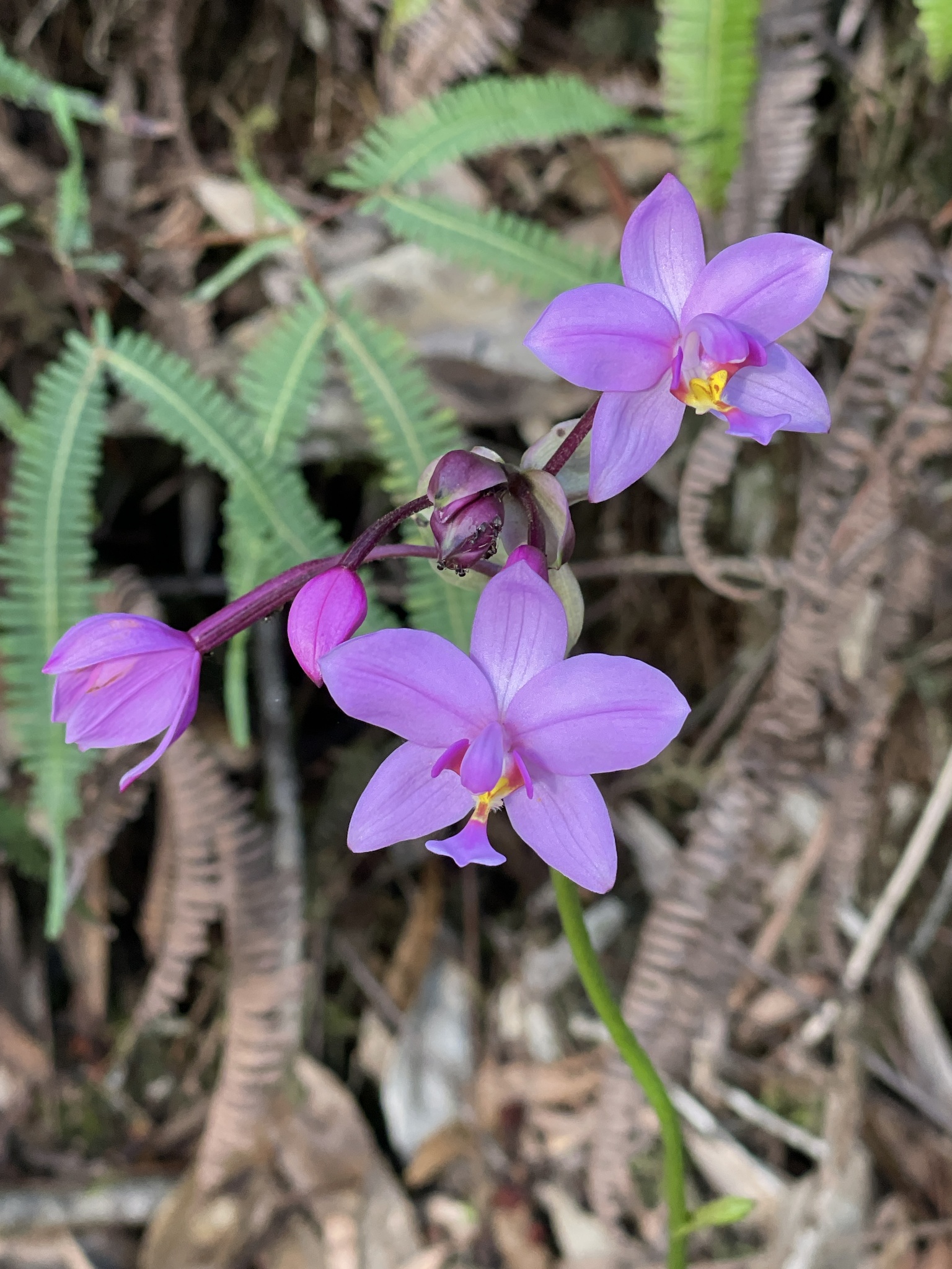 Imagem de Orquídea grapete