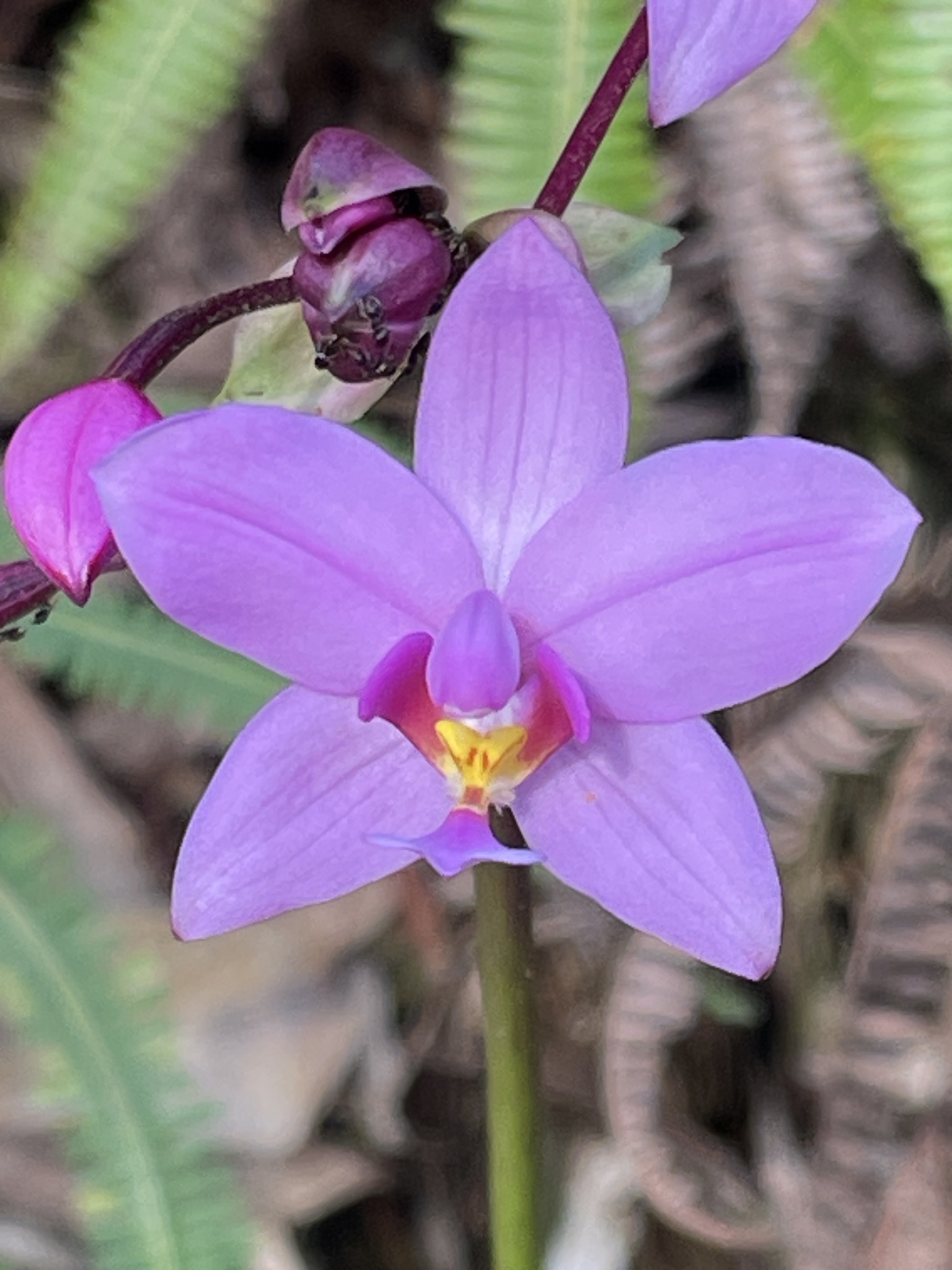 Imagem de Orquídea grapete