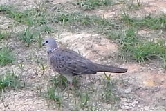 Streptopelia chinensis