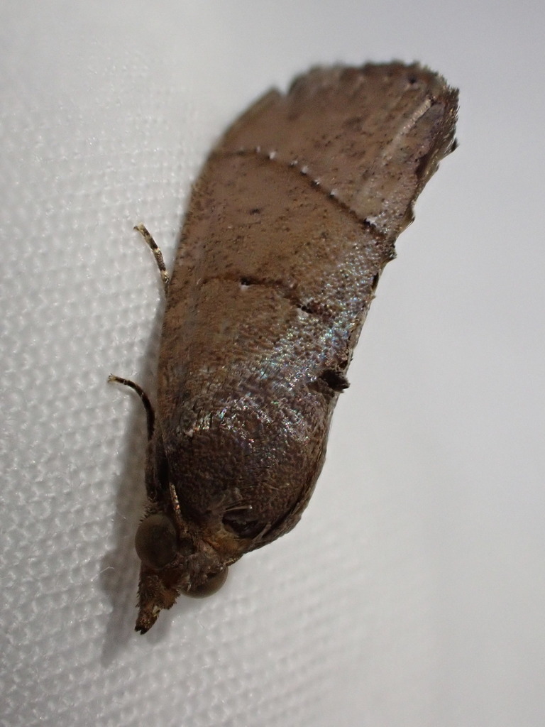 Neogabara plagiola (Neogabara plagiola)