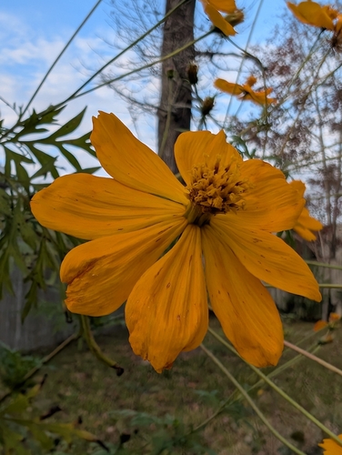 Foto de Cosmos