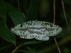 Abraxaphantes perampla