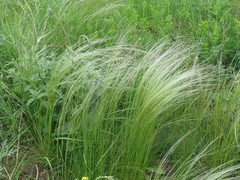 Stipa lessingiana