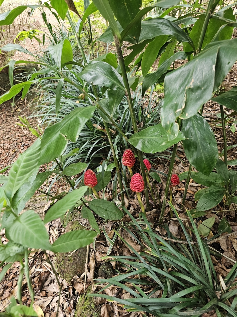 Foto de Gengibre-amargo