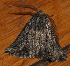 Drepanogynis inangulata