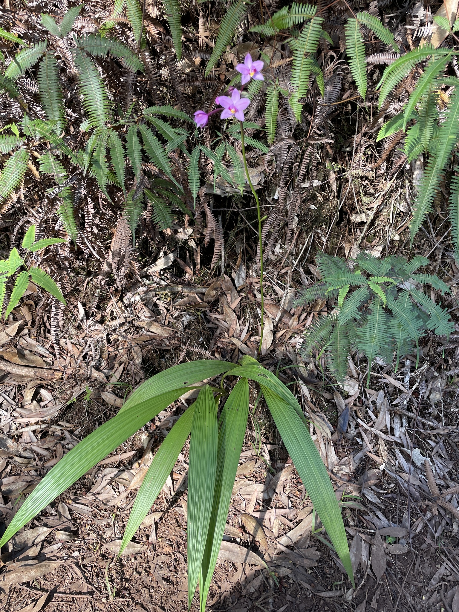 Imagem de Orquídea grapete