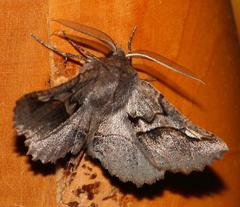 Drepanogynis sinuata