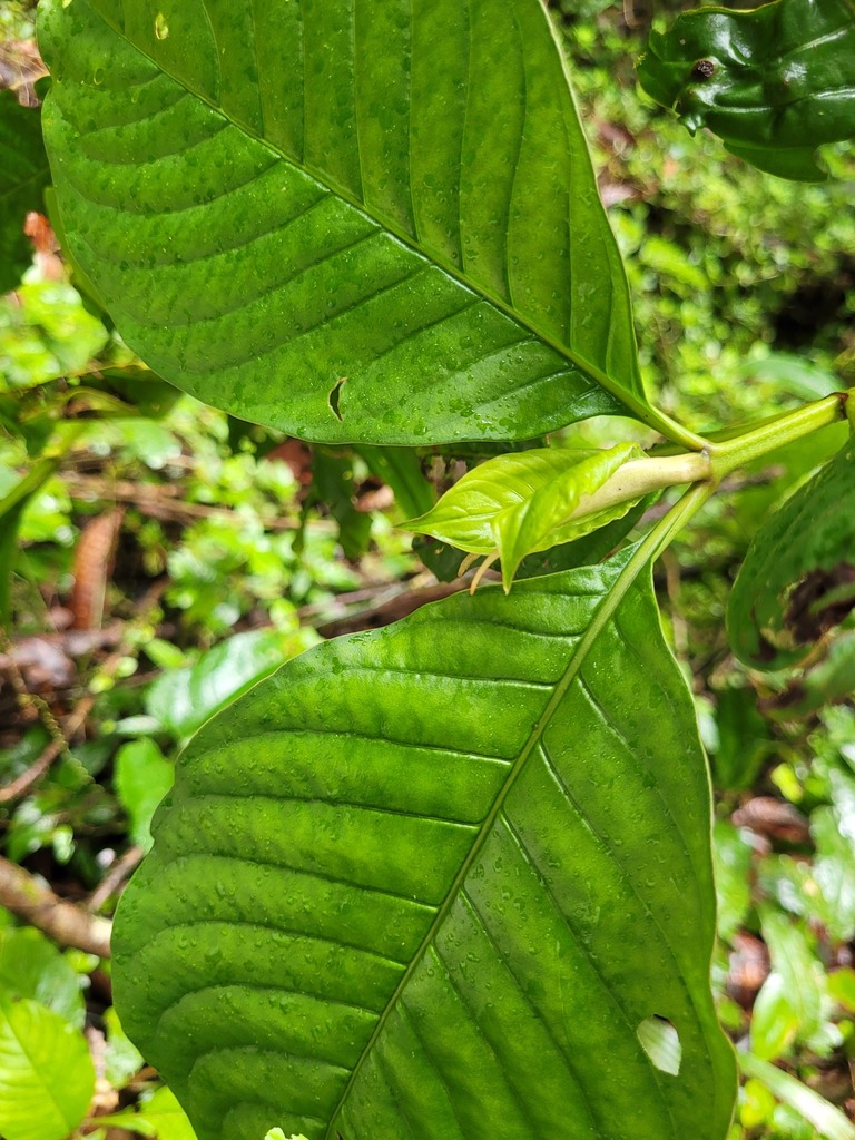 Psychotria ficigemma