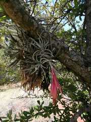 Tillandsia erubescens