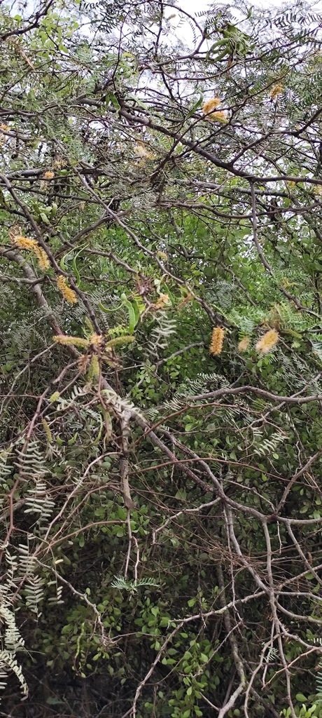 Foto de Algaroba