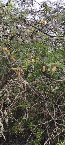 Algaroba