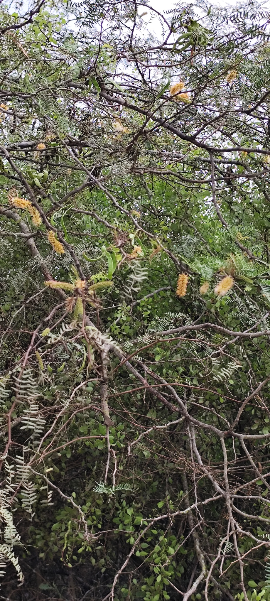 Imagem de Algaroba