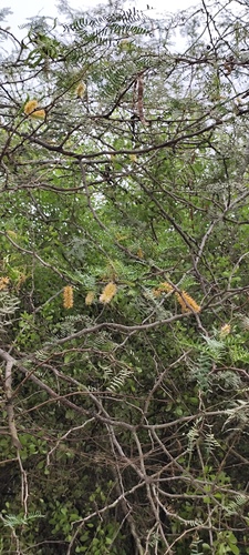 Foto de Algaroba
