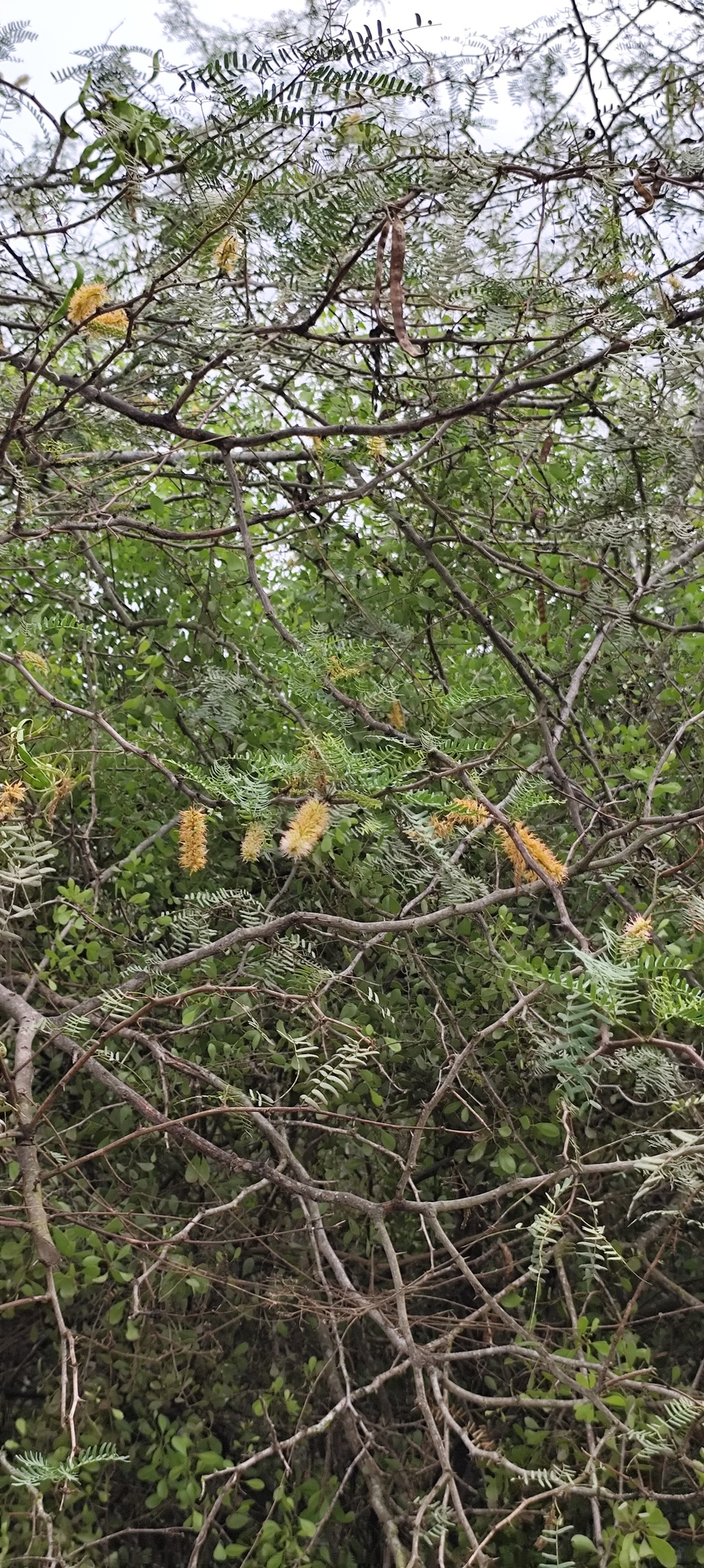 Imagem de Algaroba