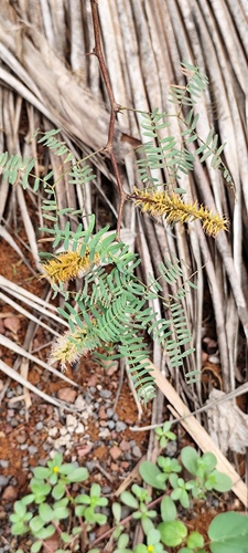 Foto de Algaroba