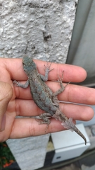 Sceloporus grammicus