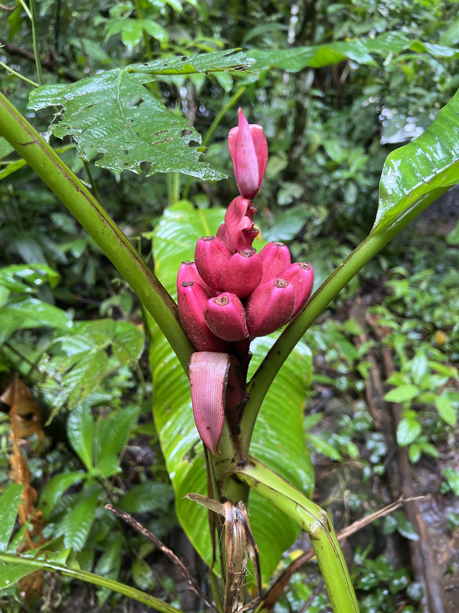 Imagem de Bananeira de jardim