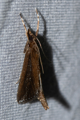 Carectocultus perstrialis