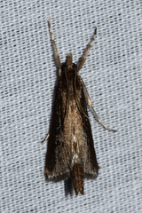 Carectocultus perstrialis