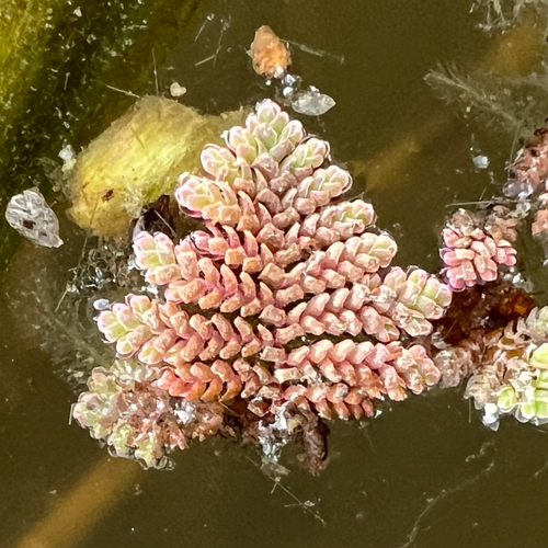 Azolla pinnata