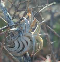 (c) Tom Field, some rights reserved (CC BY) Tillandsia gilliesii, photograph (c) Tom Field, some rights reserved (CC BY)