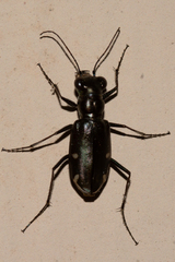 Eunota severa