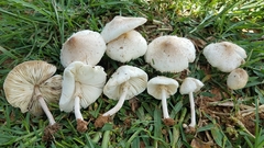 Chlorophyllum hortense