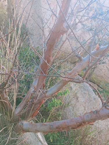 Bursera multijuga Engl.