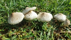 Chlorophyllum hortense