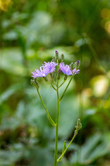 Cicerbita macrophylla uralensis