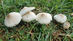 Chlorophyllum hortense