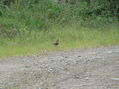 Turdus maculirostris