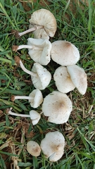 Chlorophyllum hortense