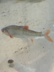 Lythrurus fasciolaris