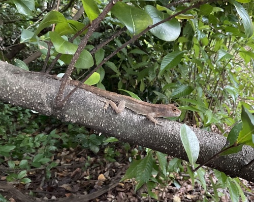 Crested anole, Anolis cristatellus