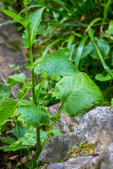 Cicerbita macrophylla uralensis