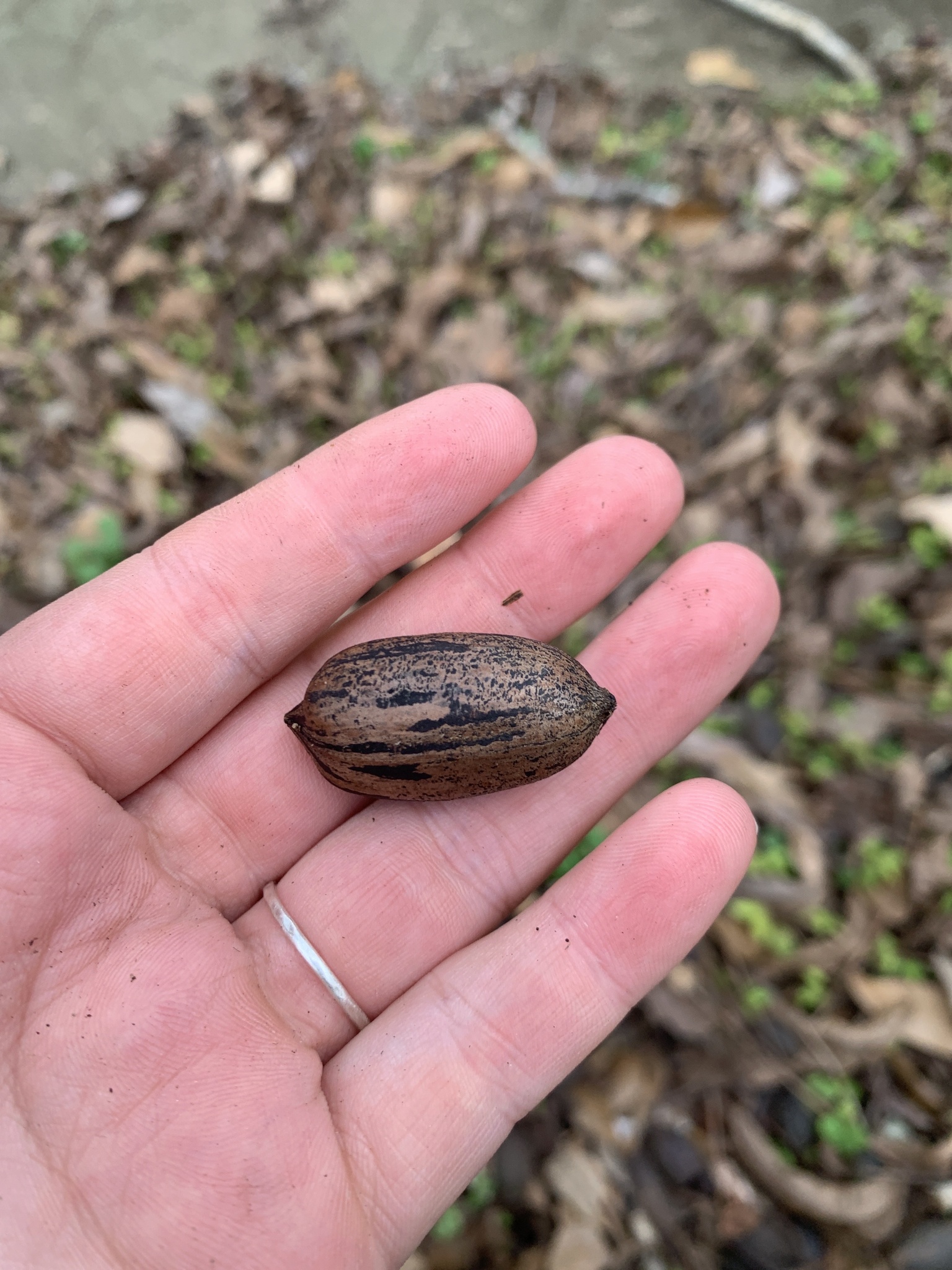 Imagem de Noz pecan