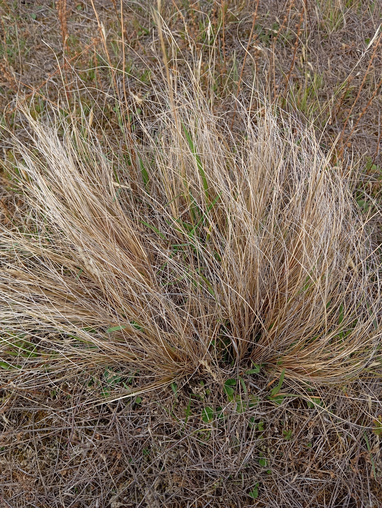 Imagem de Carex comans