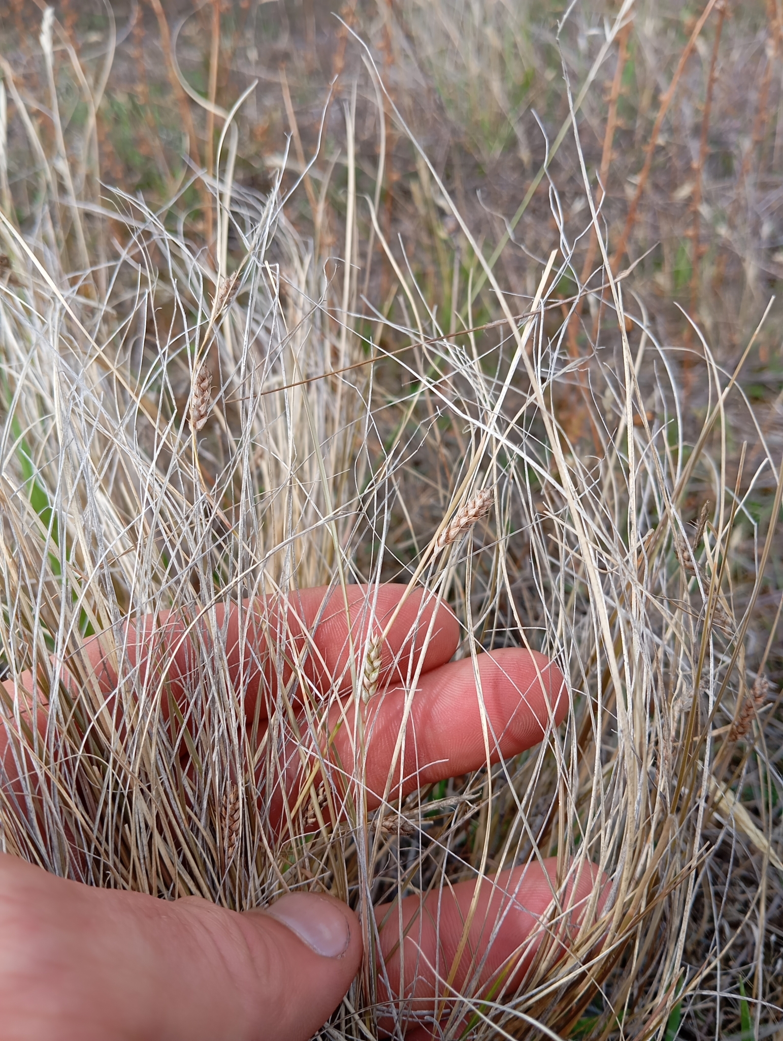 Imagem de Carex comans