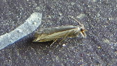 Raphiptera argillaceellus