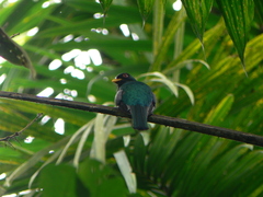 Trogon collaris
