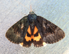 Catocala antinympha