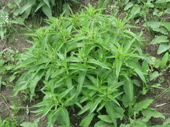 Phlomis herba-venti pungens