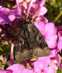 Catocala antinympha