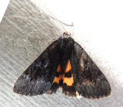Catocala antinympha