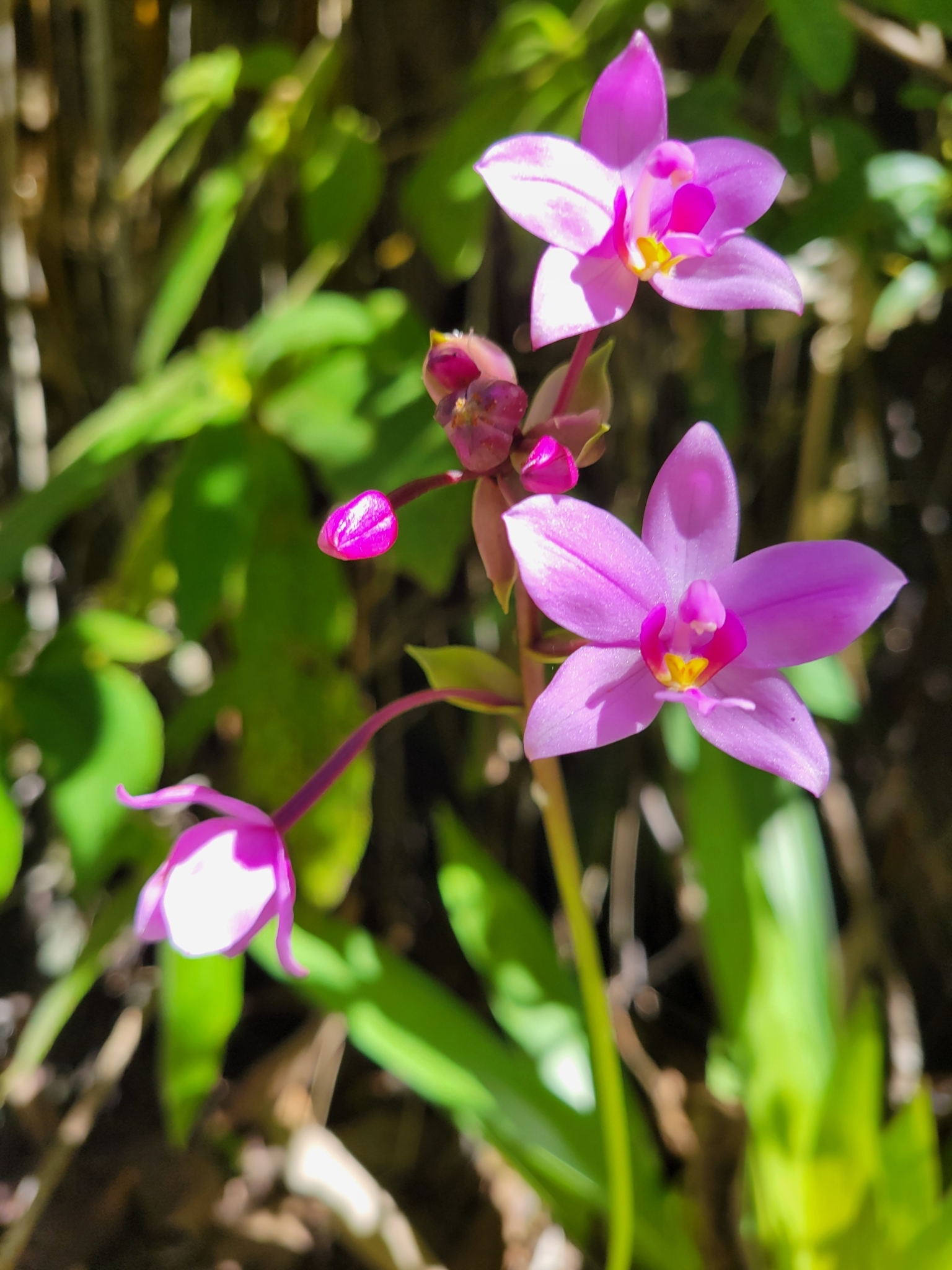 Imagem de Orquídea grapete