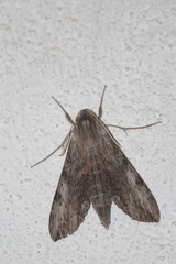 Erinnyis oenotrus