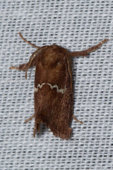 Monoleuca semifascia