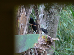 Amblycercus holosericeus